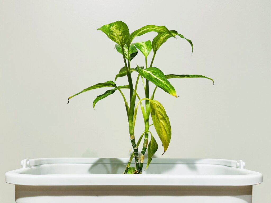 【スマホの写真。】