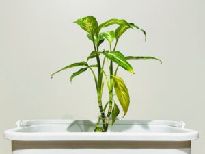 【スマホの写真。】